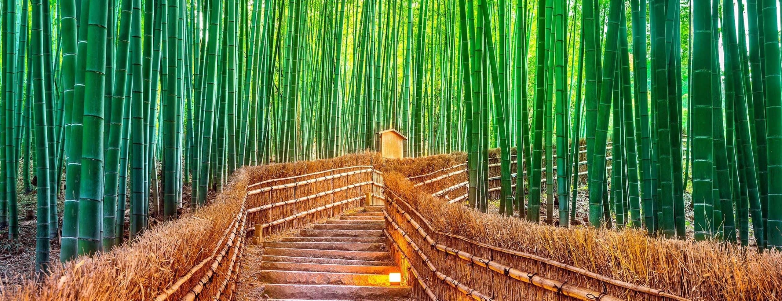 bamboo forest with brown footpath